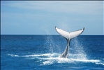 Southern Humpback Whale at Platypus Bay